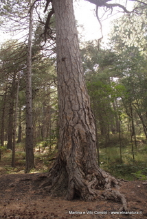 ppinazzu-05-08-2014 16-34-49
